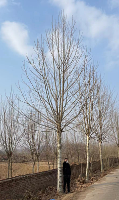 乔木颂 大地上的守望者与温柔者