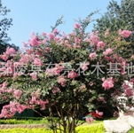 乔木竞秀，河南鄢陵花木基地的盎然春意