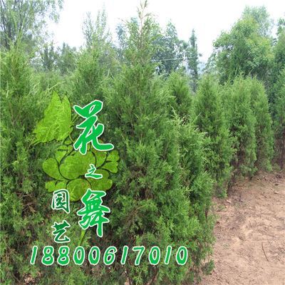 绿化好单品 优质蜀桧树苗成城市风景“新宠”，成活高有优惠