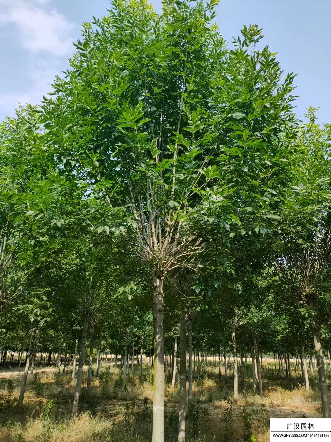 白蜡树是一种落叶乔木,广泛种植各个省区,适应性强,耐寒能力强.